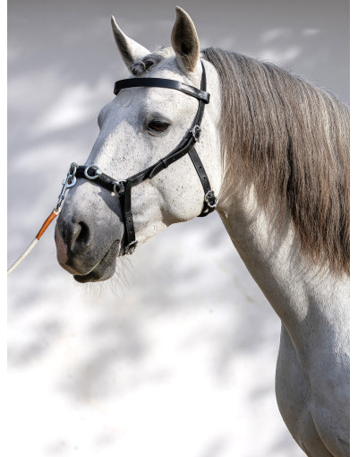 Serrilhão Português AXIS
