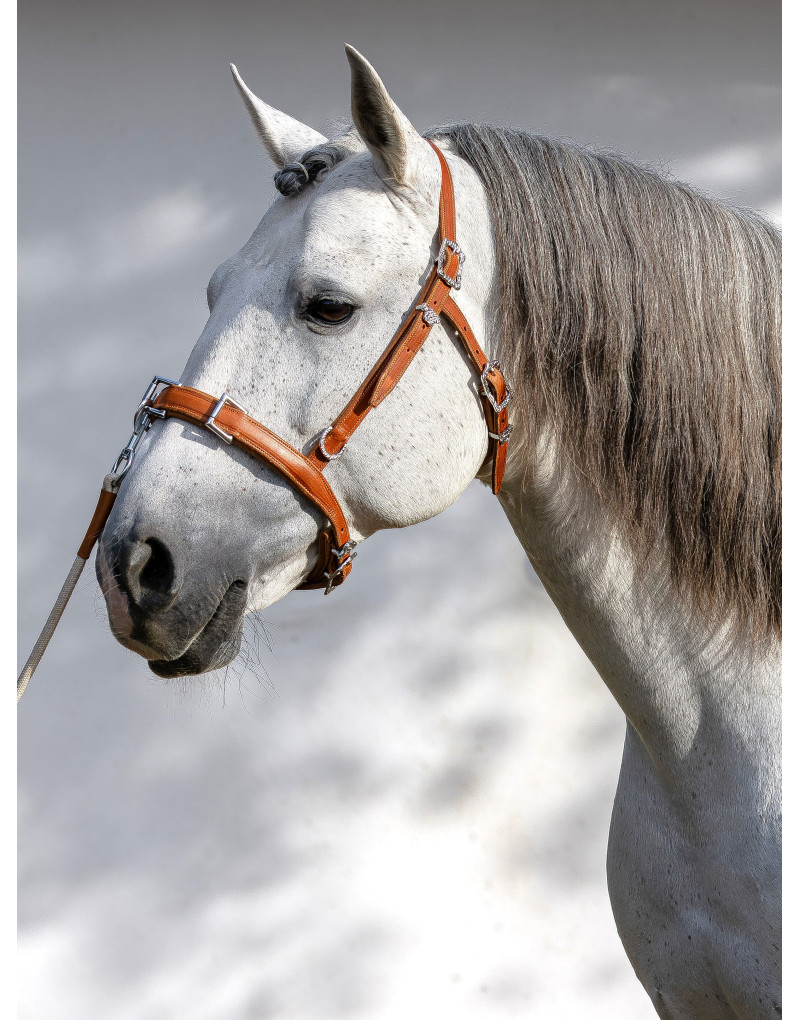 Caveçon en Cuir Trois Anneaux APEZ