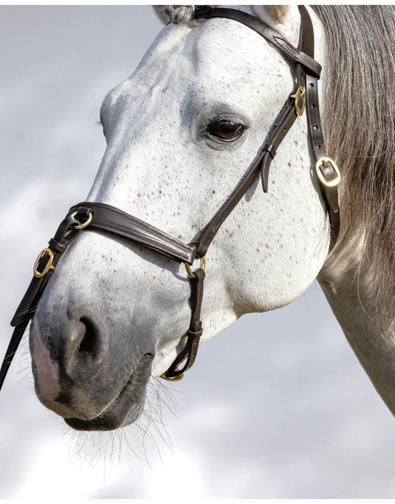 NIMBUS Presentation/Show Halter