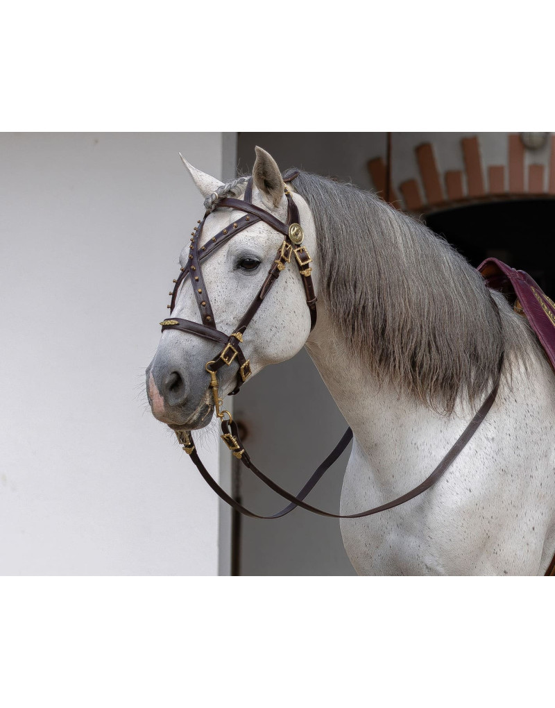 Courtesy Bridle CONSILIUM