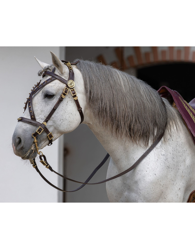 Courtesy Bridle CONSILIUM