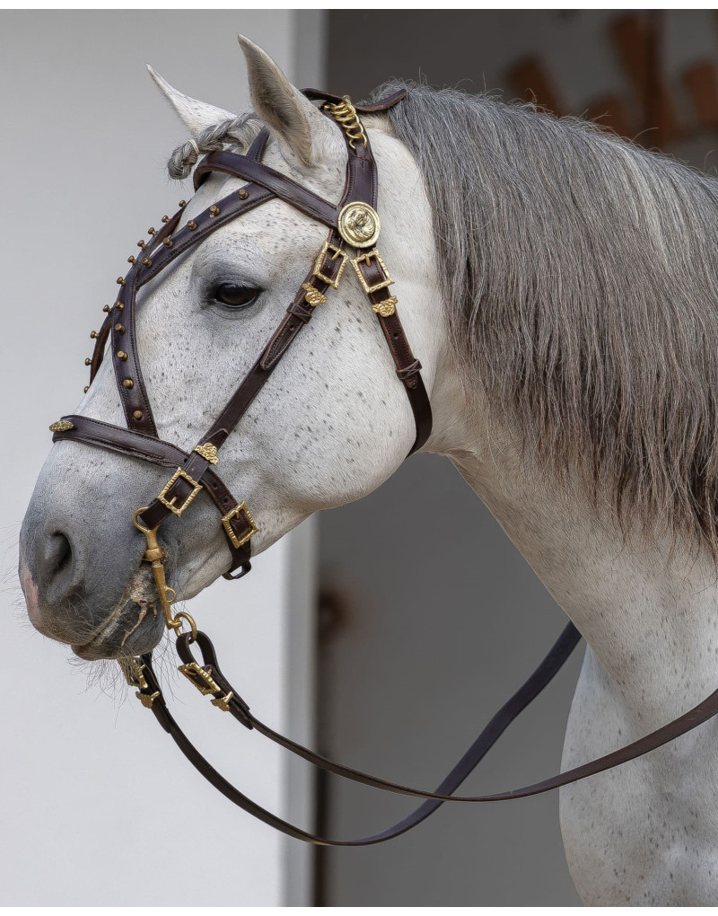 Cabeçada Cortesia CONSILIUM