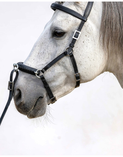 Caveçon Portugais PULSE