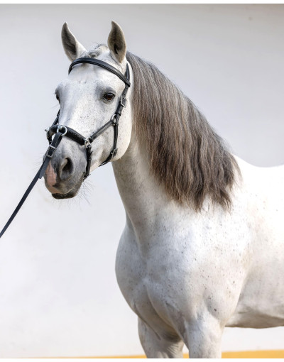 Caveçon Portugais PULSE