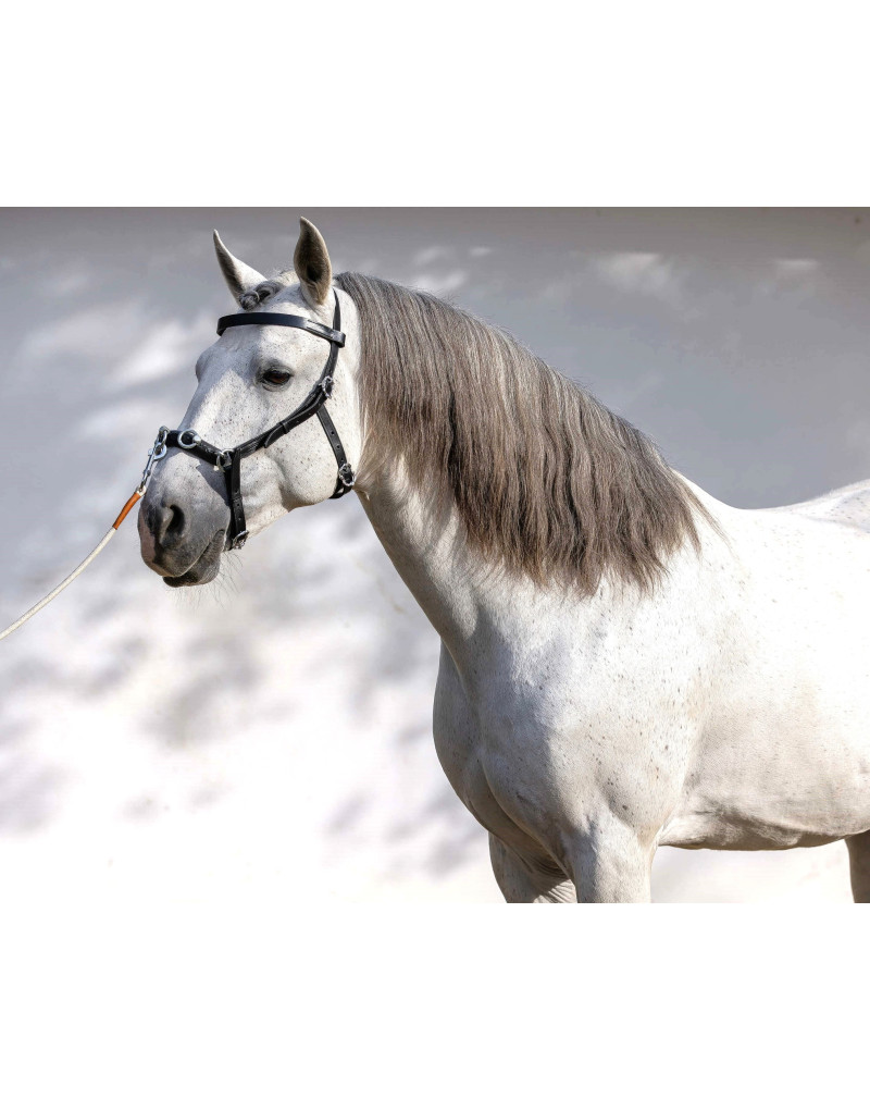 Serrilhão Português AXIS