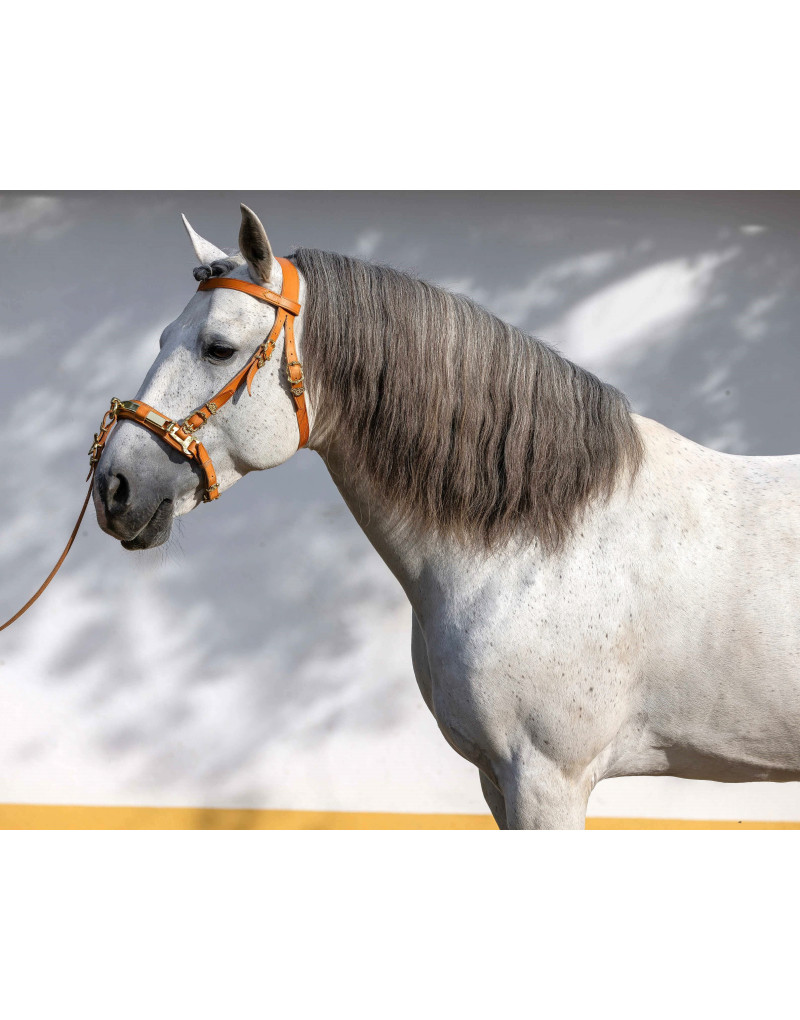 TITAN with a Ring Cavesson