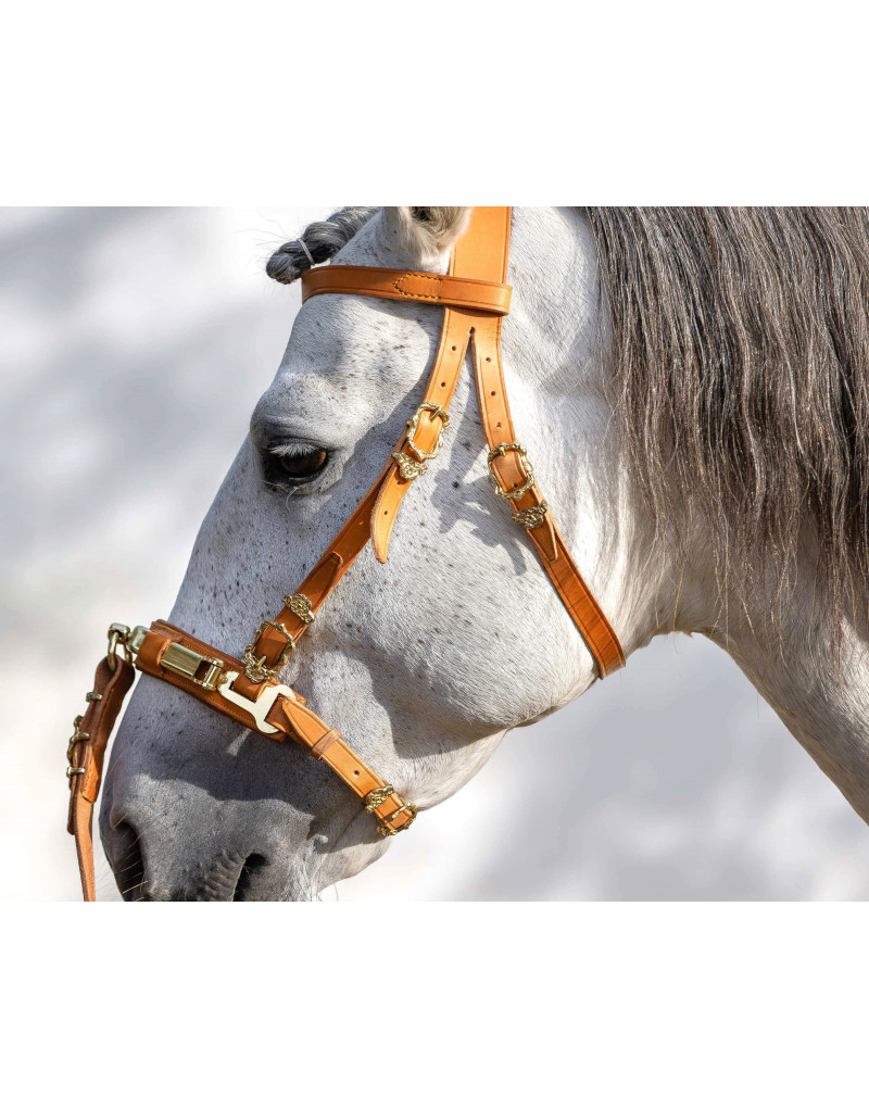 TITAN with a Ring Cavesson