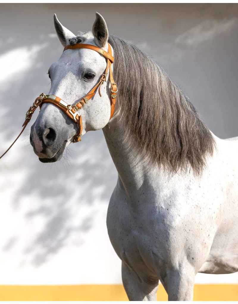 TITAN with a Ring Cavesson