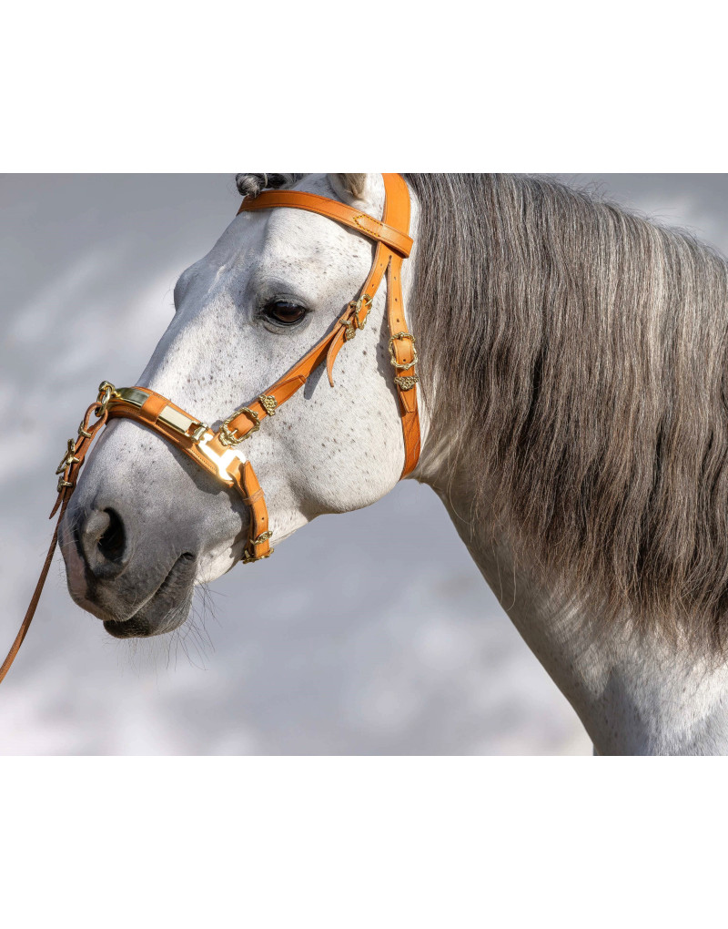 TITAN with a Ring Cavesson