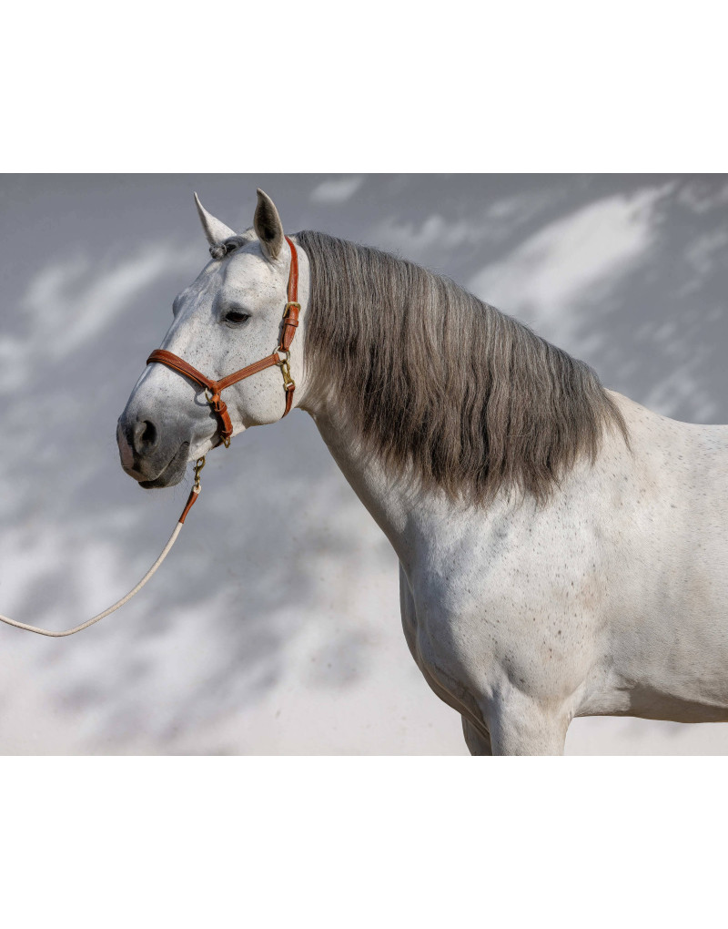 SIMPLEX Leather Reinforced Halter