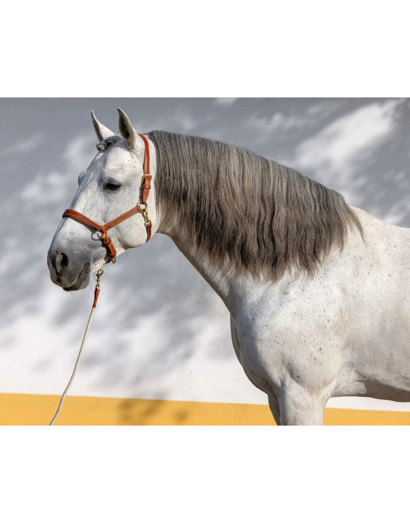 SIMPLEX Leather Reinforced Halter