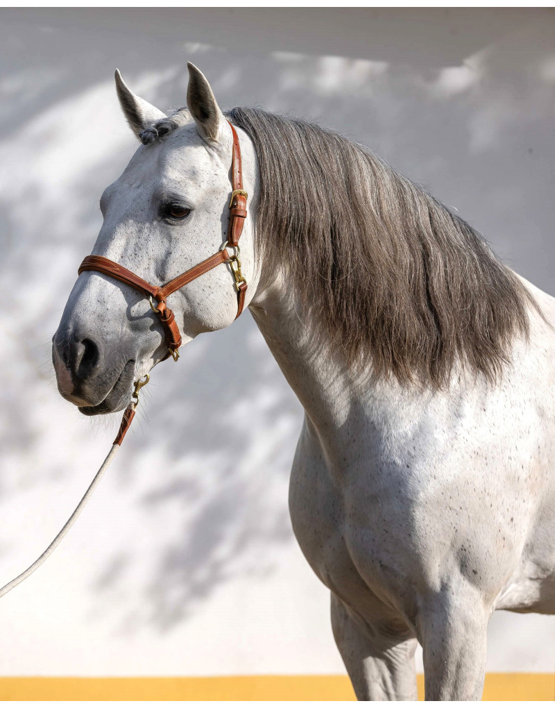 SIMPLEX Leather Reinforced Halter