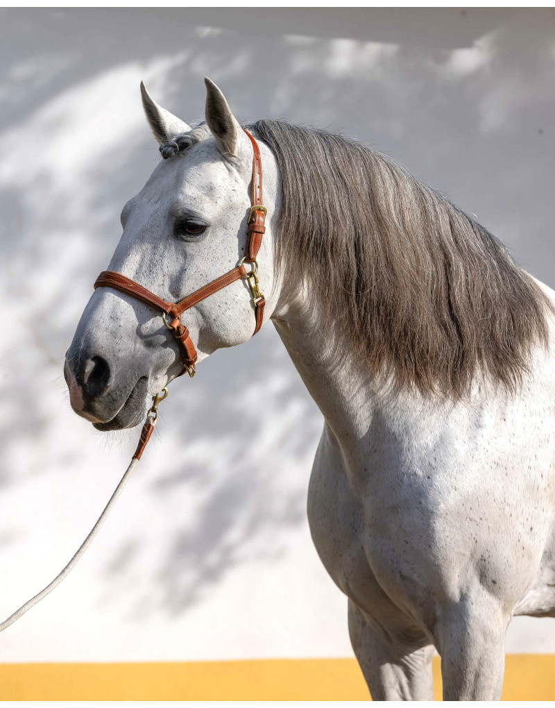 SIMPLEX Leather Reinforced Halter