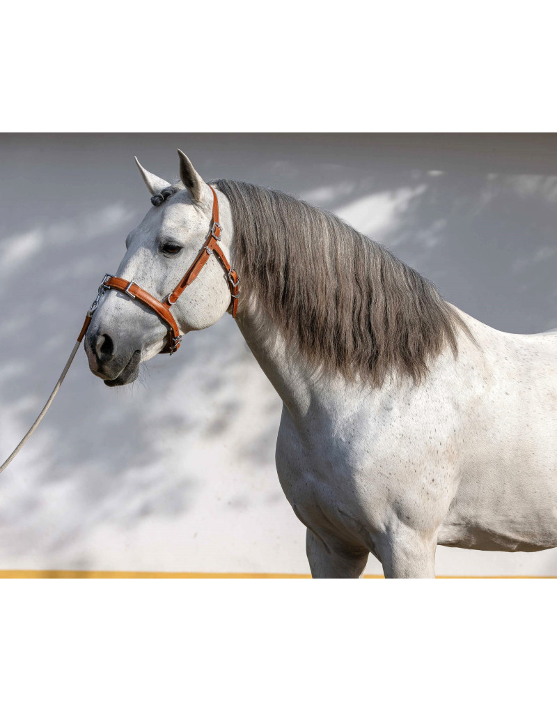 Caveçon en Cuir Trois Anneaux APEZ