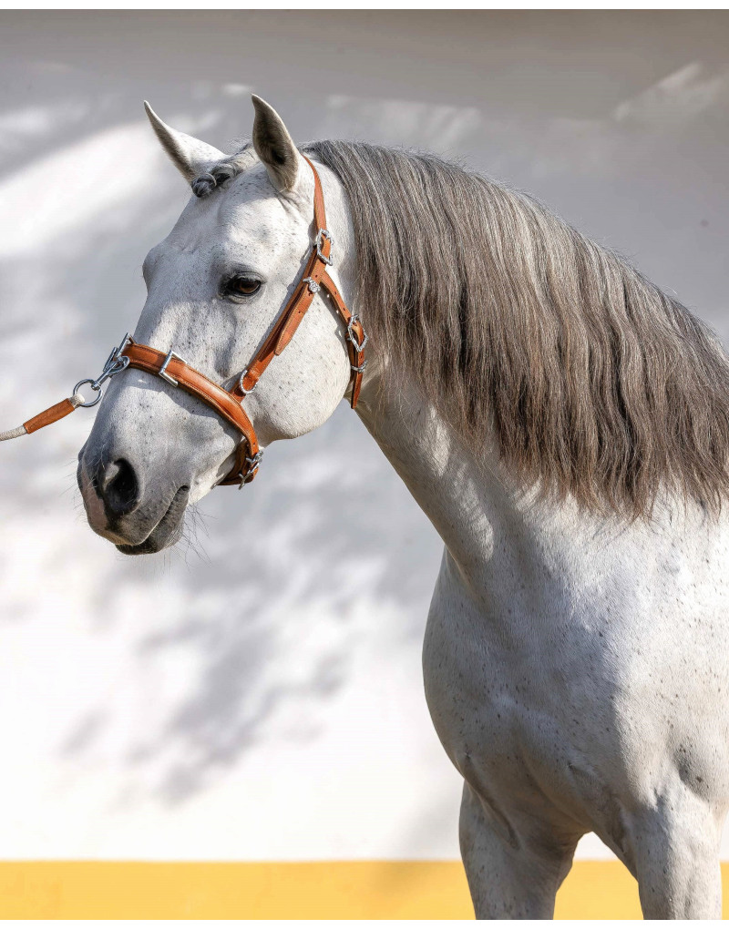 Caveçon en Cuir Trois Anneaux APEZ
