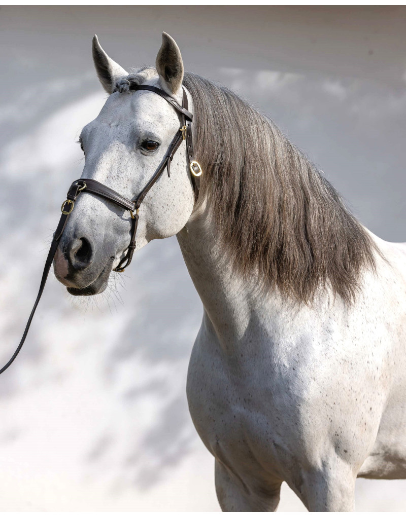 NIMBUS Presentation/Show Halter