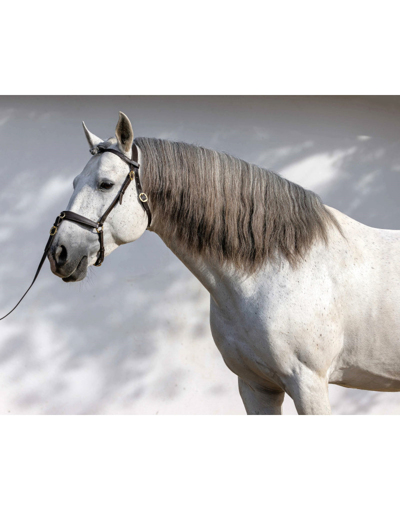 NIMBUS Presentation/Show Halter