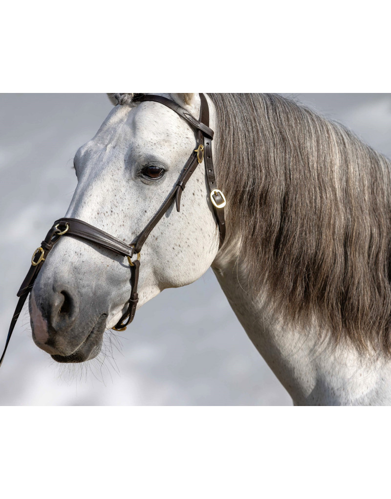 NIMBUS Presentation/Show Halter