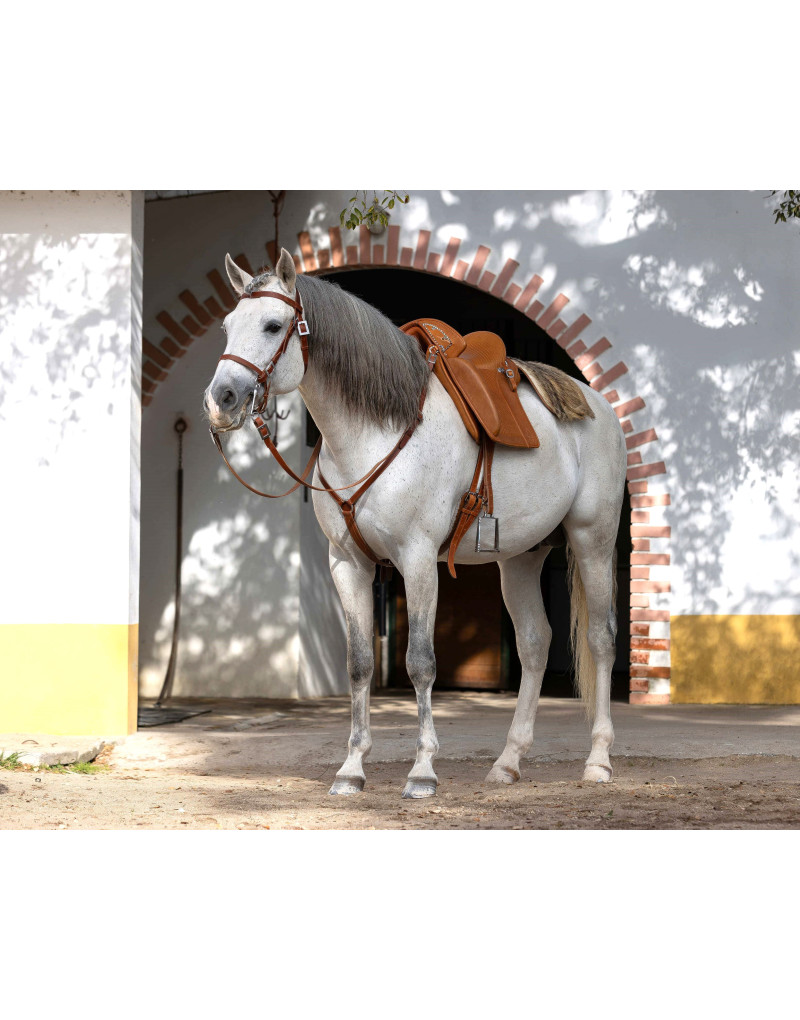 D. DINIS Saddle