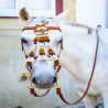 Iberian bridles