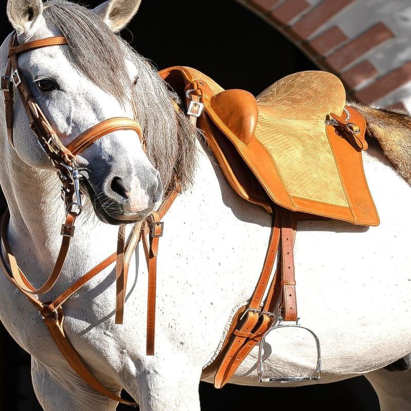 Saddle Collection